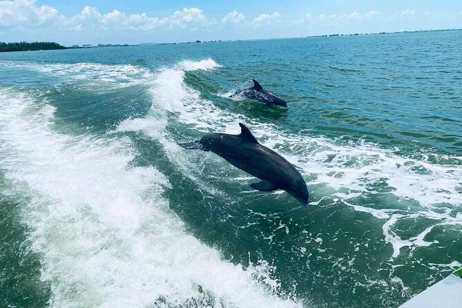 myrtle-beach-dolphin-cruise