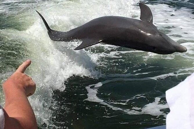 myrtle-beach-dolphin-cruise