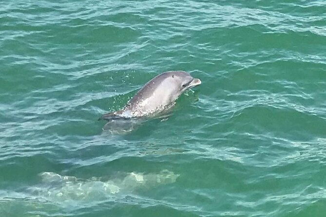 myrtle-beach-dolphin-cruise