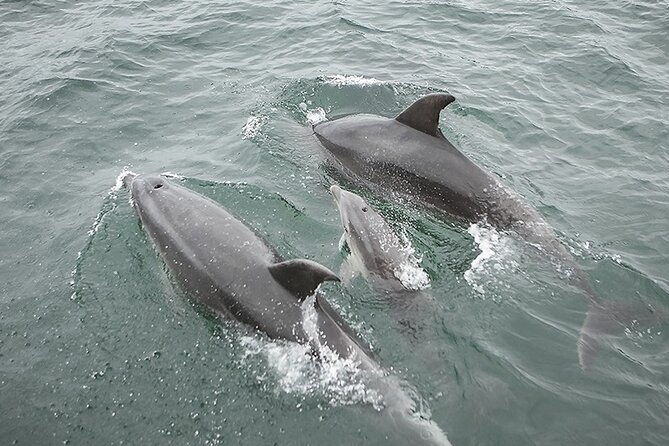myrtle-beach-sunset-dolphin-cruise-experience-in-murrells-inlet