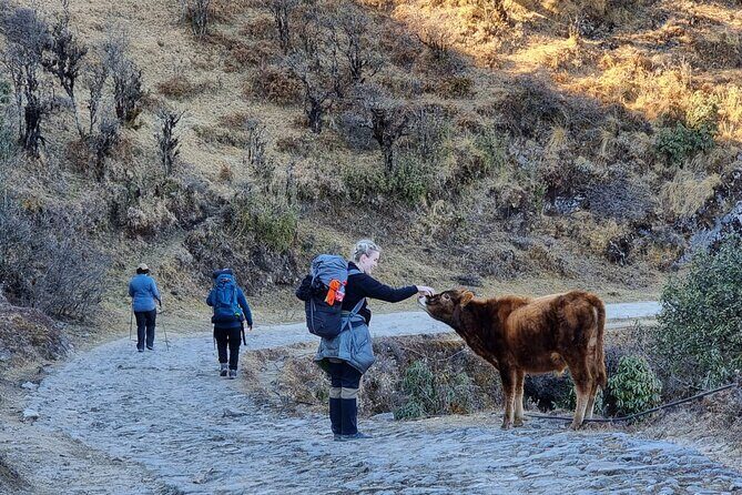 Mystic Darjeeling to Tonglu Day Trek - Key Points
