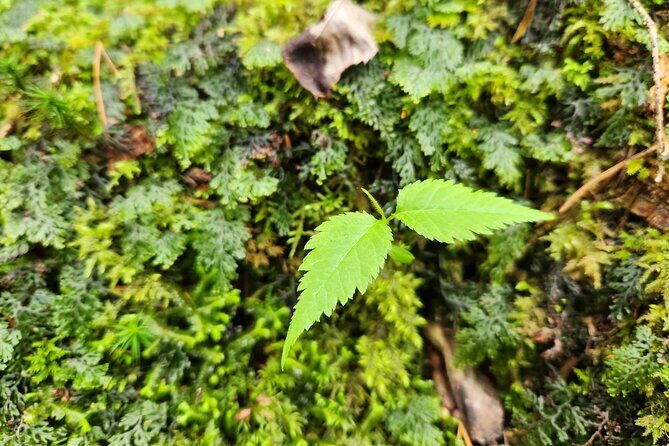 Mystical Fuji Forest Guide Running Trip (Shoe Rental Included) - The Value of the Tour