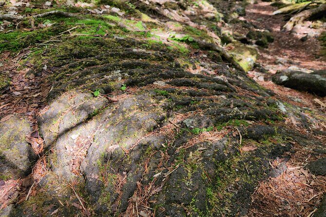 Mystical Fuji Forest Guide Running Trip (Shoe Rental Included) - Who Is This Tour Best For?