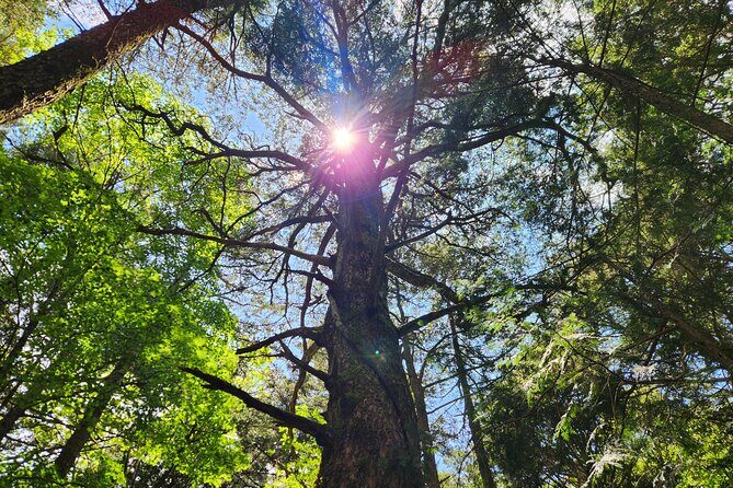 Mystical Fuji Forest Guide Running Trip (Shoe Rental Included) - The Sum Up