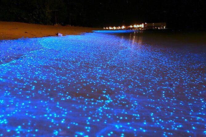 Mystical Nights: Fireflies & Blue Tears Adventure - An enchanting evening with the Mystical Nights: Fireflies & Blue Tears Adventure