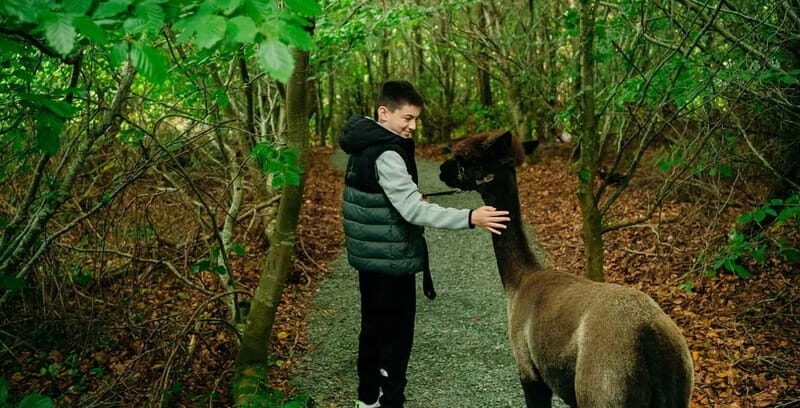 N. Ireland: Award Winning Guided Scenic Alpaca Trekking - The Scenic Trail: Nature and Comfort in Harmony
