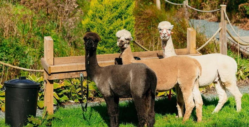 N. Ireland: Award Winning Guided Scenic Alpaca Trekking - The Island Coffee Stop: Relaxing and Refreshing