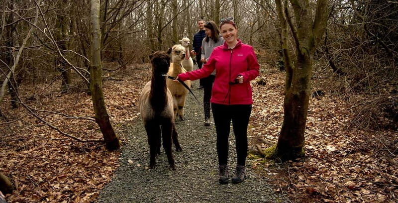 N. Ireland: Award Winning Guided Scenic Alpaca Trekking - Practical Details: What You Need to Know