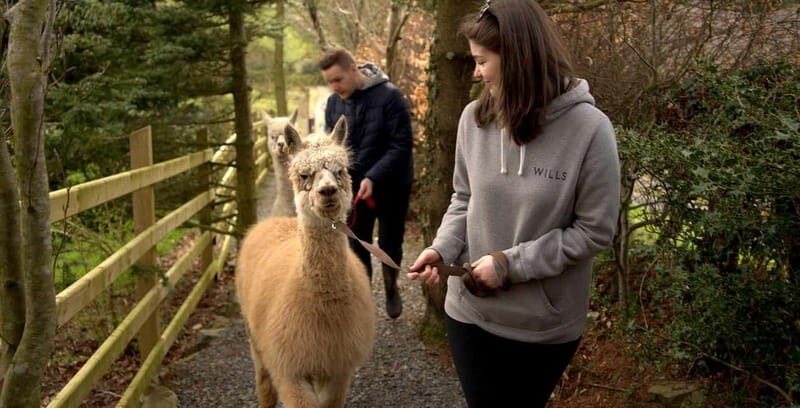 N. Ireland: Award Winning Guided Scenic Alpaca Trekking - FAQ