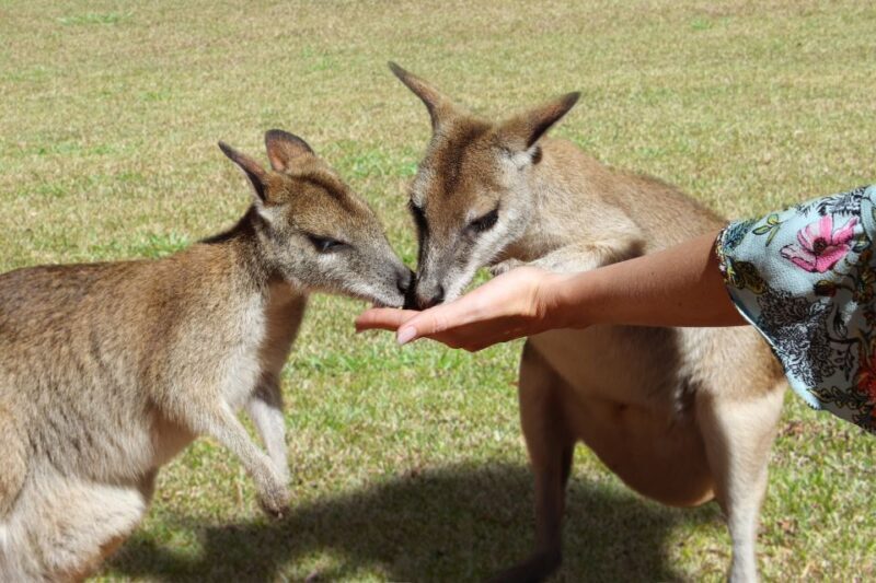 N. Queensland: Kuranda Rainforest Full-Day Tour - Key Points  