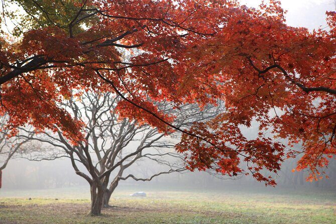 Naejangsan Fall Foliage Tour from Busan with Seoul Drop-off - FAQ