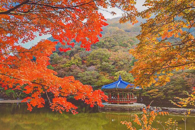 Naejangsan Fall Foliage Tour from Seoul with Busan Drop-off - An In-Depth Look at the Tour Experience