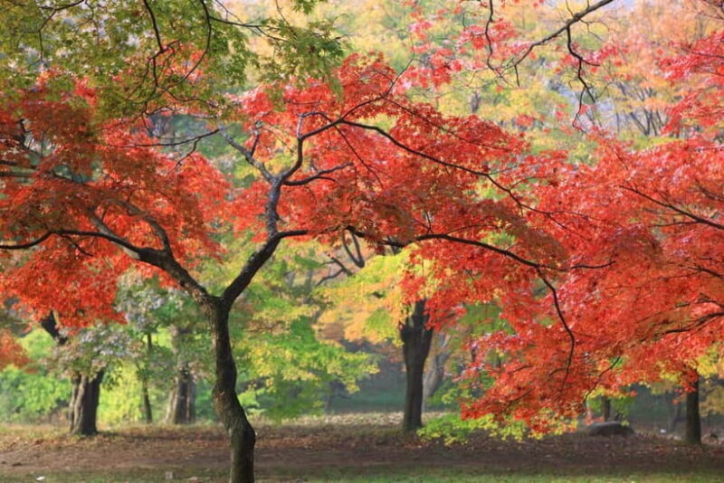 Naejangsan: Highlight of a Korean Autumn Day Trip from Busan - FAQs