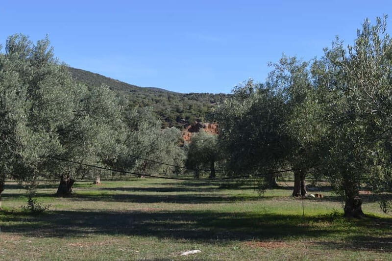 Nafplio: Olive Oil Estate Tour and Tasting - A Closer Look at the Olive Oil Tour Experience