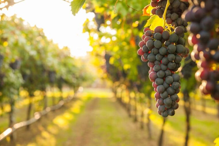 nafplion-nemea-vineyards-wine-tour