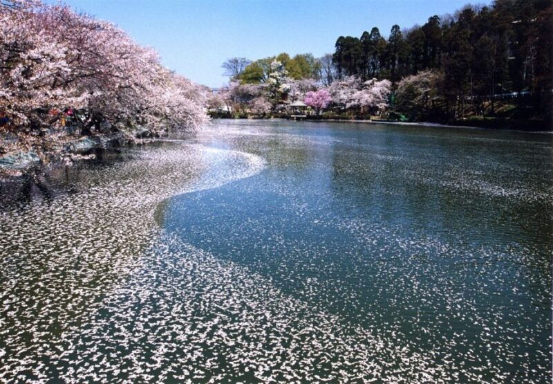 nagano-1-day-snow-monkey-cherry-blossom-tour-in-spring
