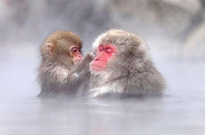 Nagano Day Tour from Tokyo Zenko Ji Temple and Snow Monkeys - The Sum Up