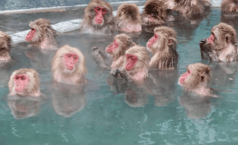 nagano-full-day-private-tour-zenkoji-temple-by-car