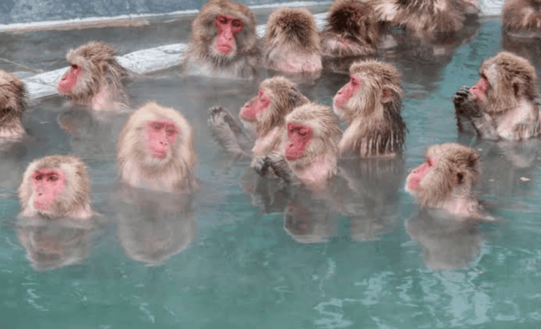 nagano-full-day-private-tour-zenkoji-temple-by-car