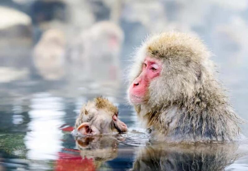 Nagano Highlights Day Tour with Snow Monkeys - A Deep Dive into the Nagano Highlights Day Tour