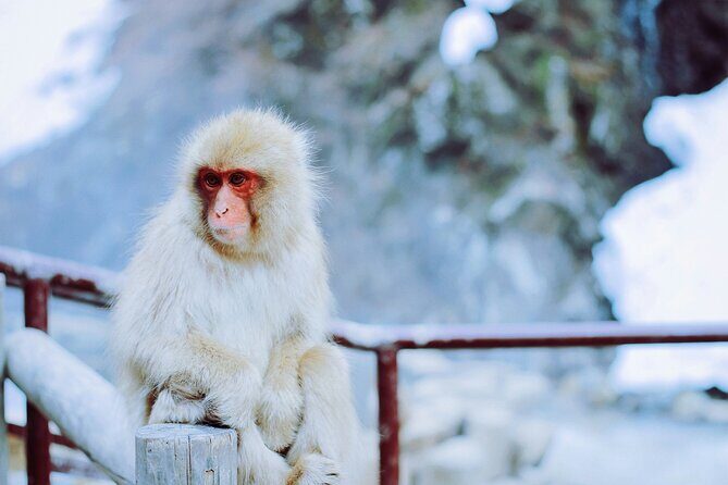 Nagano Highlights Snow Monkeys Nozawa Onsen and Zenkoji Temple - Key Points