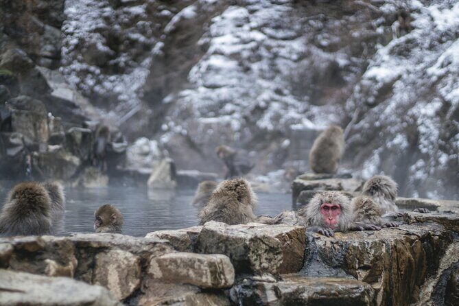 Nagano Highlights Snow Monkeys Nozawa Onsen and Zenkoji Temple - Pricing and Overall Value