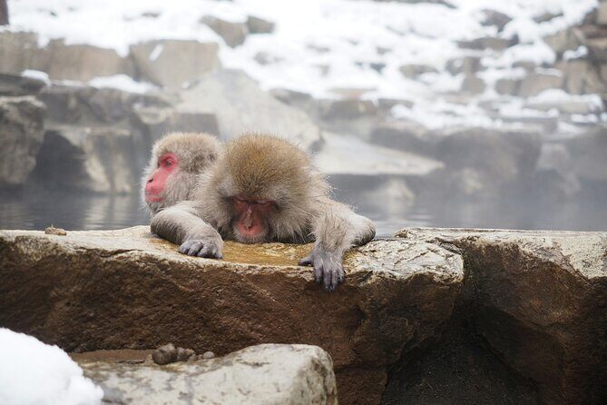 Nagano Highlights Snow Monkeys Nozawa Onsen and Zenkoji Temple - Final Thoughts