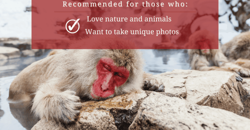 nagano-myoko-jigokudani-snow-monkey-park-with-private-car