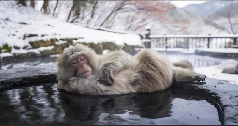 Nagano: Private snow monkey Tour in Luxury car - Key Points