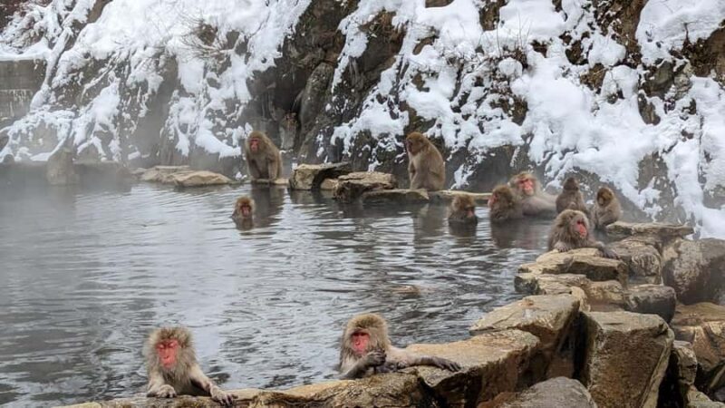 Nagano Snow Monkey Day Trip from Tokyo by Bullet Train - Key Points