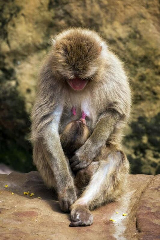 Nagano: Snow Monkey Park and Shiga Kogen Day Trip - Exploring Nagano: A Natural Wonderland