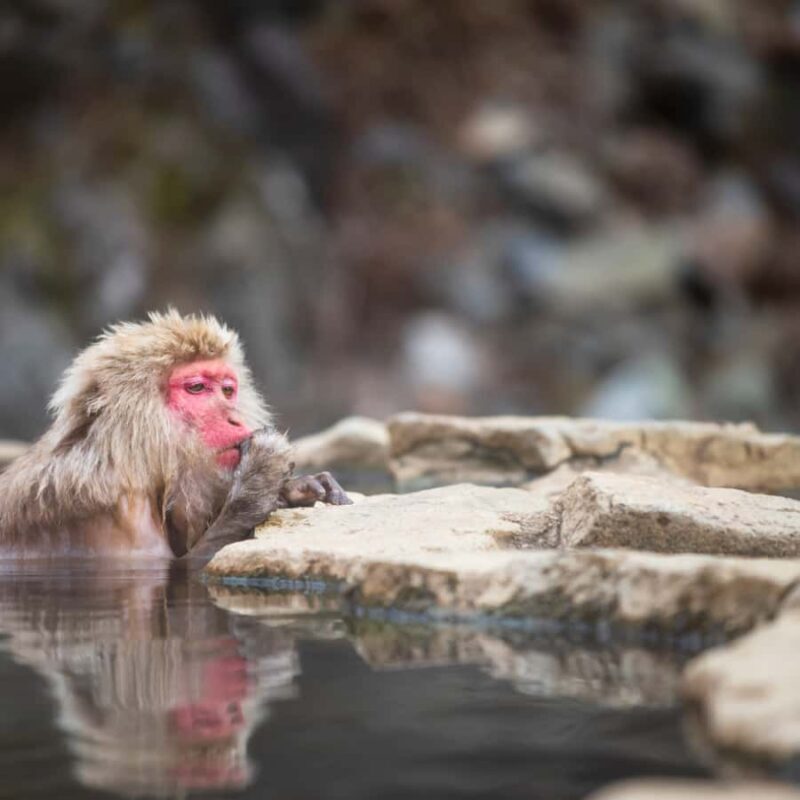 Nagano: Snow Monkey Park Full Day Tour Fully Customizable - A Deep Dive into the Experience