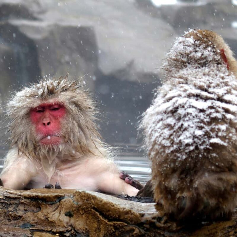Nagano: Snow Monkey Park Full Day Tour Fully Customizable - Practical Tips for Making the Most of Your Day