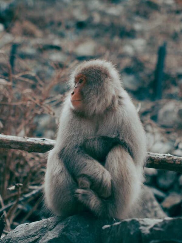 Nagano Snow Monkey private Day Tour from Tokyo - An In-Depth Look at the Tour Experience