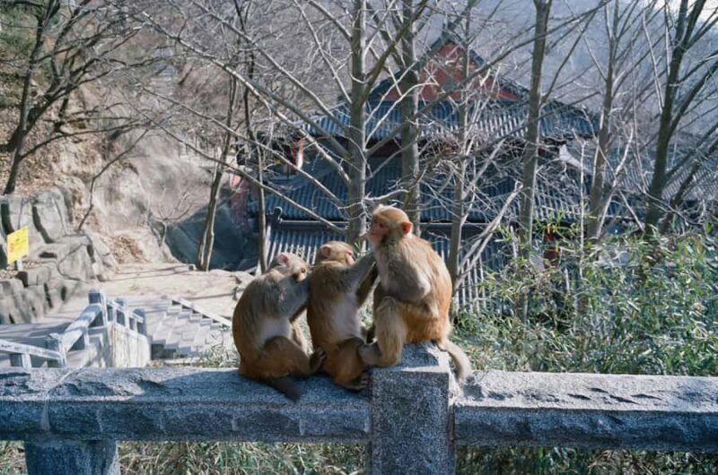 Nagano Snow Monkey private Day Tour from Tokyo - Frequently Asked Questions