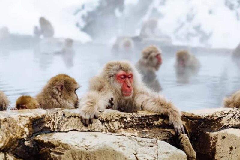 Nagano: Snow Monkey Private Day Tour with Driver from Tokyo - Nagano: Snow Monkey Private Day Tour with Driver from Tokyo