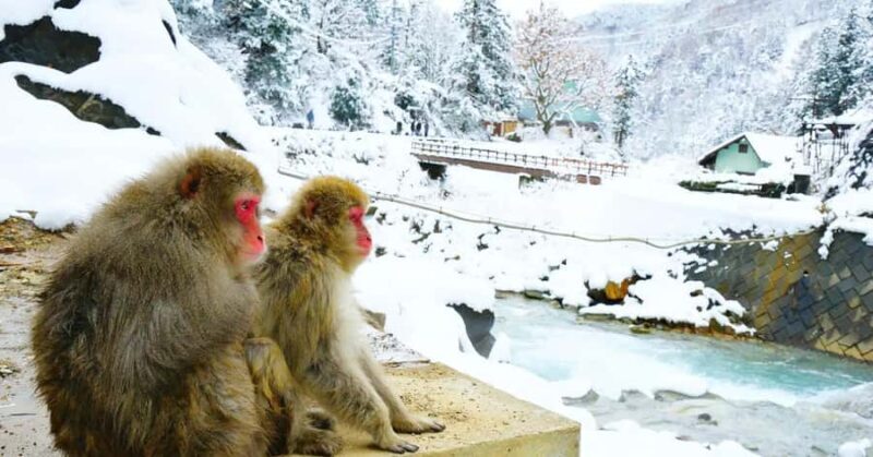 Nagano: Snow Monkey Private Day Tour with Driver from Tokyo - Key Points