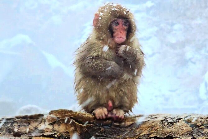 Nagano Snow Monkey Private Full-Day Tour - The Value Proposition