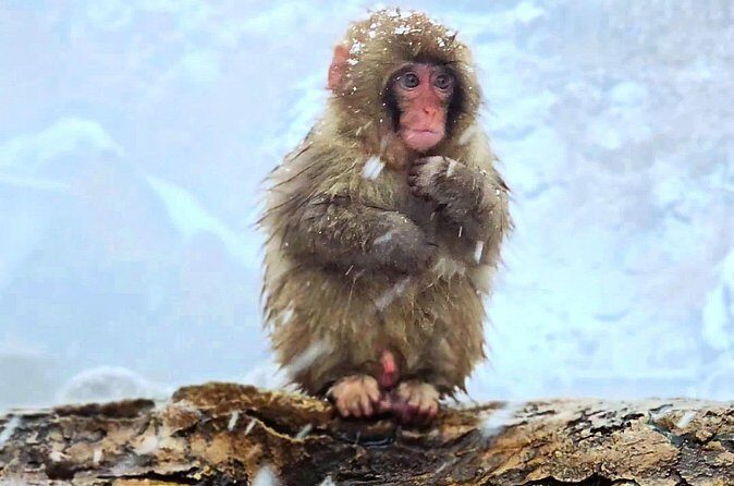 Nagano Snow Monkey Private Full-Day Tour - The Sum Up