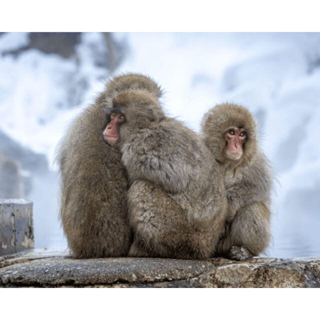 Nagano: Snow Monkey Private Instagramable Day Tour Low Price - Key Points