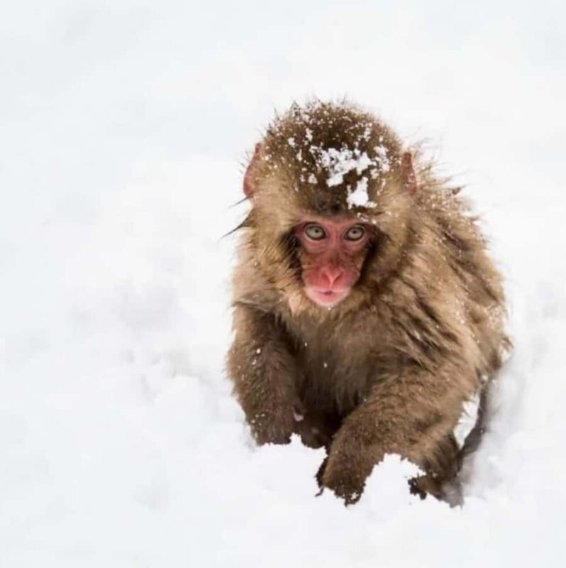 Nagano Snow Monkey & Zenkoji Private Customizable Tour - Key Points