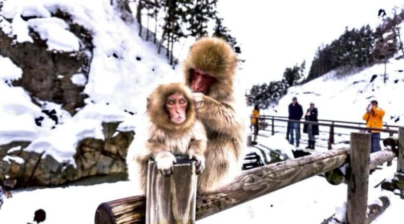 Nagano Snow Monkey & Zenkoji Private Customizable Tour - An In-Depth Look at the Tour Experience