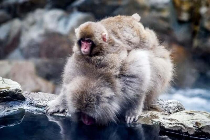 Nagano Snow Monkey & Zenkoji Private Customizable Tour - Price and Overall Value