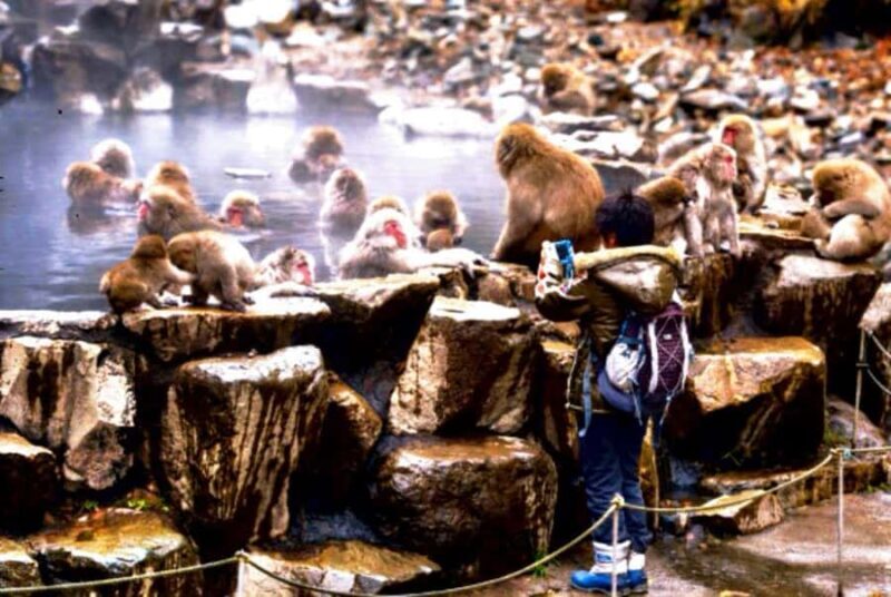 Nagano Snow Monkey & Zenkoji Private Customizable Tour - Who Should Consider This Tour?