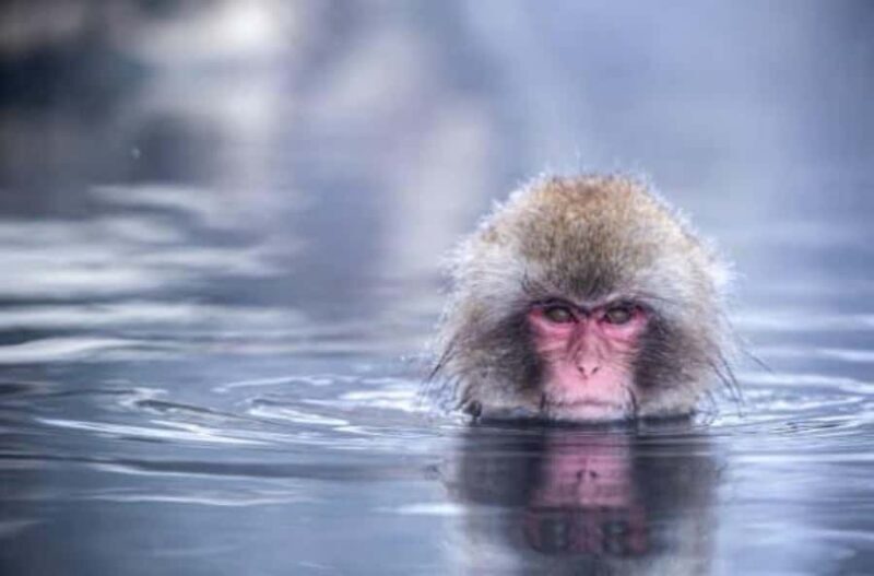 Nagano Snow Monkey & Zenkoji Private Customizable Tour - FAQ