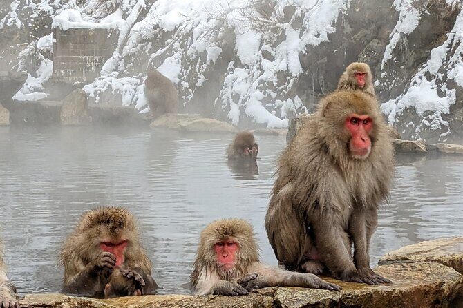Nagano: Snow Monkeys of Jigokudani Guided Tour - Key Points