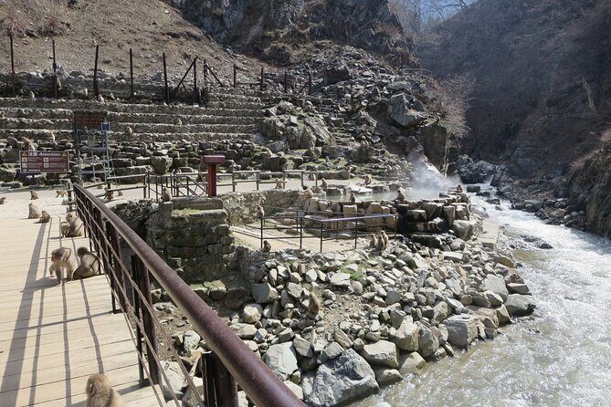 Nagano: Snow Monkeys of Jigokudani Guided Tour - FAQs