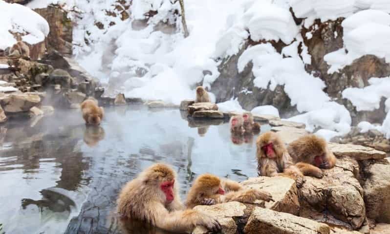 Nagano: Snow Monkeys, Zenko-ji Temple, and Lake Nojiri Tour - Key Points