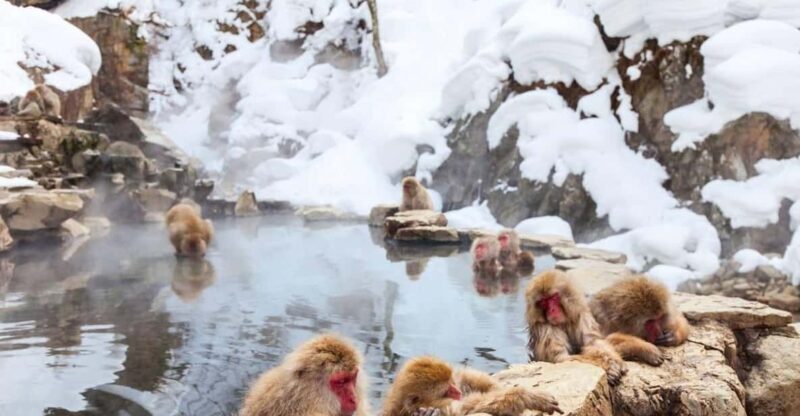 Nagano: Snow Monkeys, Zenko-ji Temple, and Lake Nojiri Tour - Who Would Enjoy This Tour?