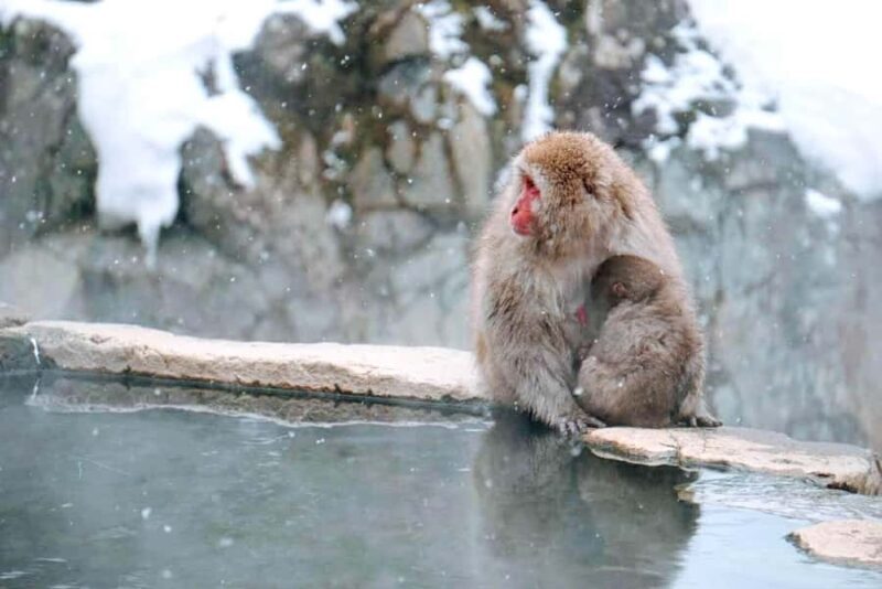 Nagano: Snow Monkeys & Zenko-ji Tomyo Lantern Festival Tour - Frequently Asked Questions
